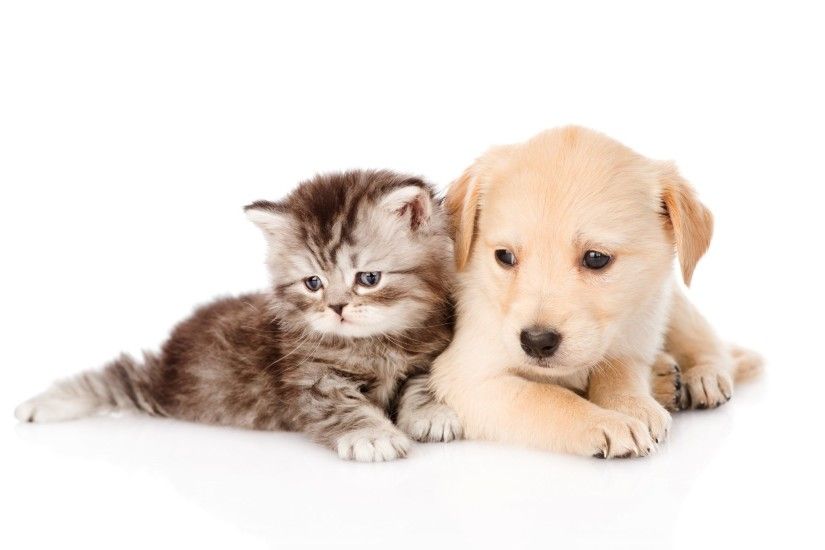 Cute Dog and Cat Backgrounds HD