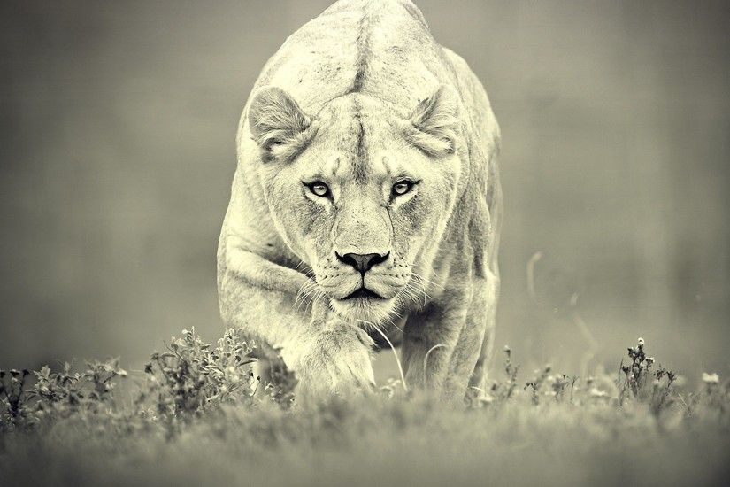 White Lioness Wallpaper. Â«