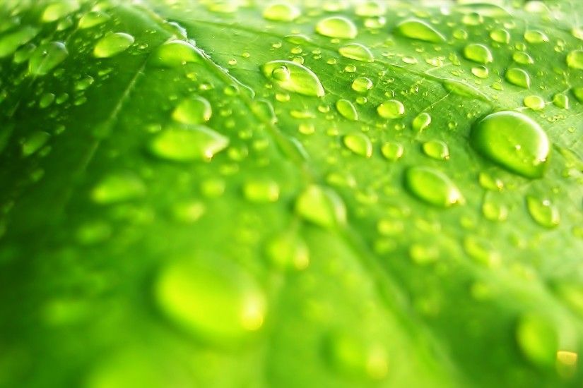 Green Leaf Water Drops HD Wallpaper