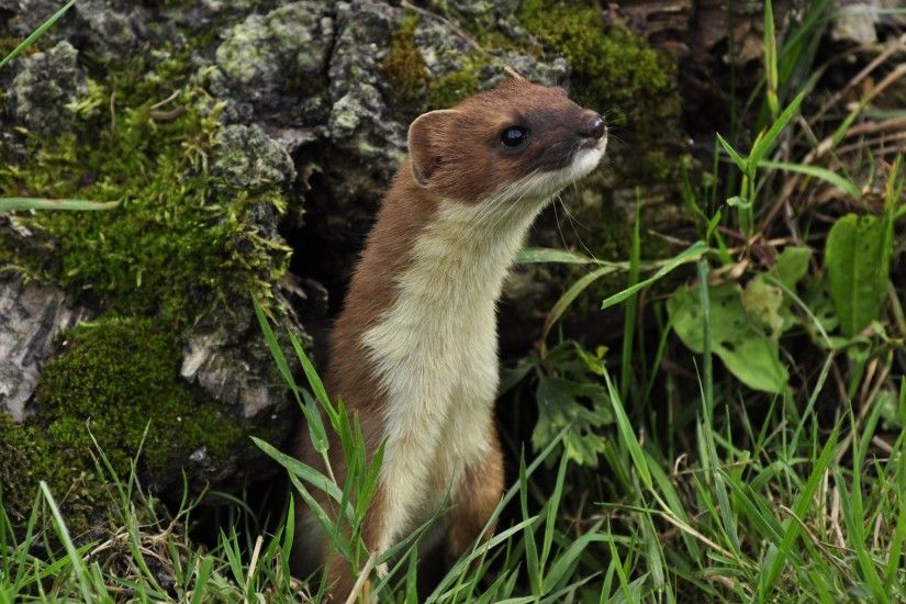 weasel ferret snout log grass