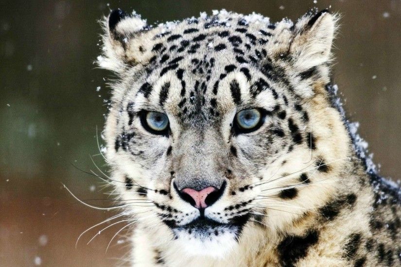 Snow Leopard HD Wallpaper. Â« Â»