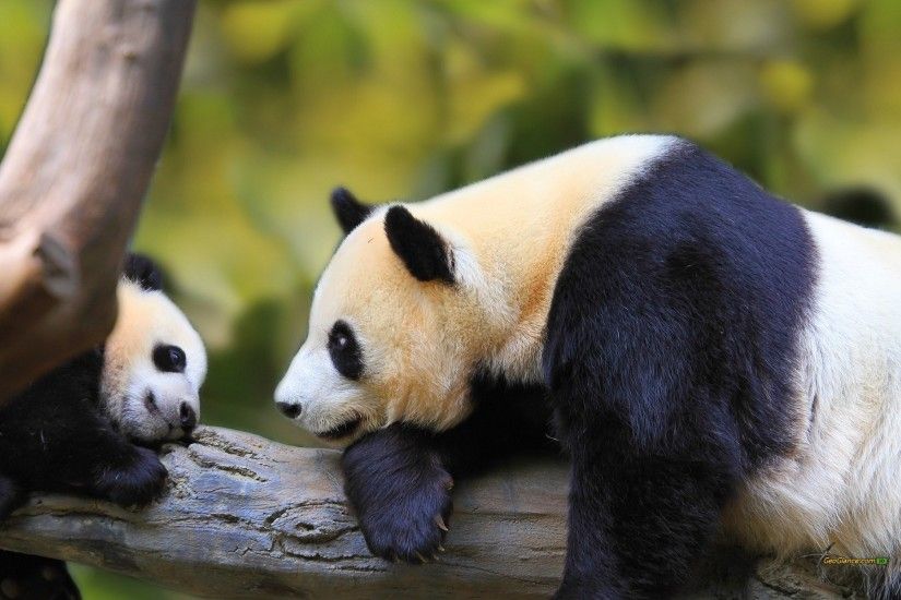 Collection of Baby Panda Wallpapers on HDWallpapers Cute Baby Panda  Wallpapers Wallpapers)