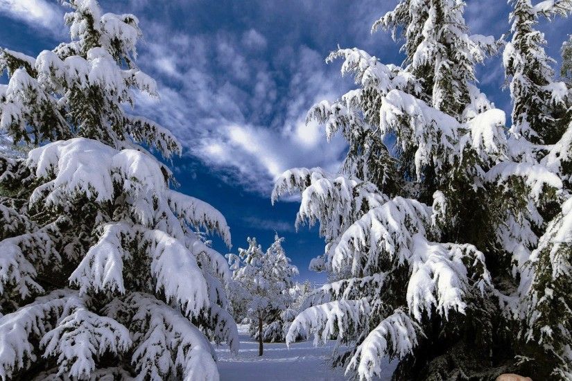 Snow Tag - Nature Pine Tree Trees Snow Winter Snowy Landscapes Free Desktop  Pictures for HD
