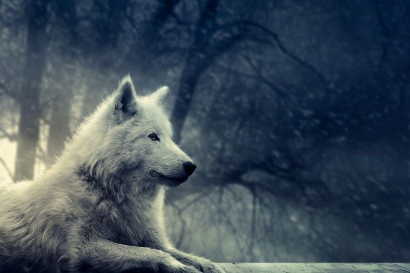 1920x1080 Wallpapers For > White Wolf Wallpaper Hd