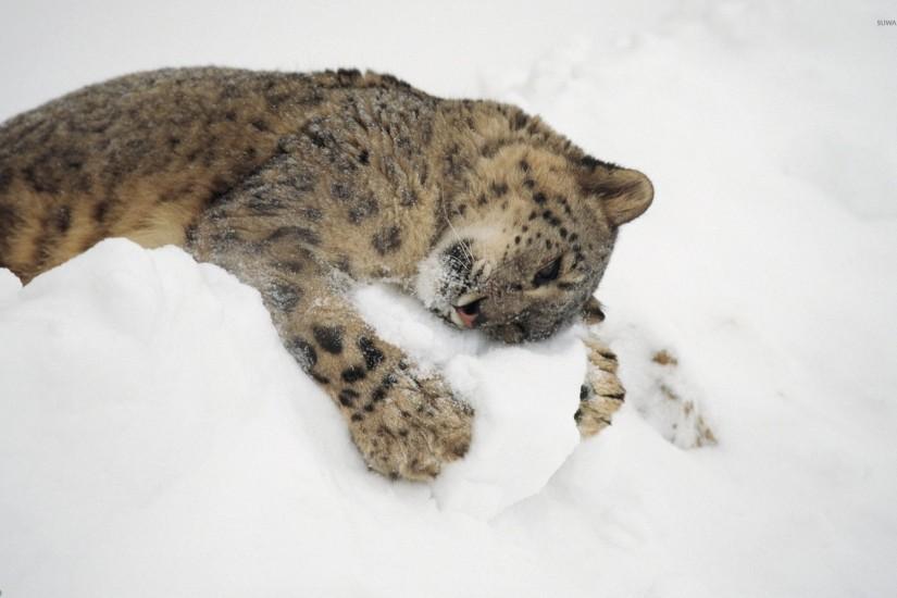 Snow leopard cub playing with snow wallpaper