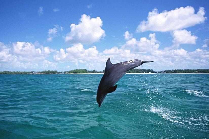 Desktop Wallpaper Dolphins Dolphin Out Ocean Water High Jump .