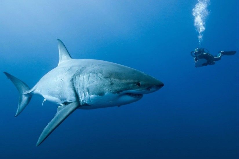 Great White Shark Wallpapers HD - Wallpaper Cave