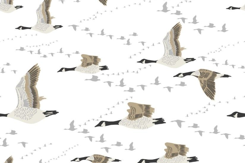 Canada Geese Wallpaper