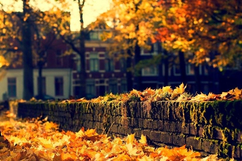 nature architecture house autumn leaves trees street city nature autumn  leaves tree street town architecture house