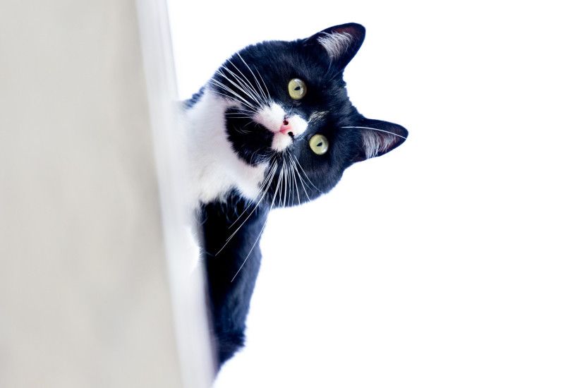 Black and white cat peeks around the corner on a white background