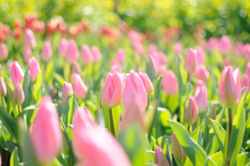 pink tulips wallpaper 2286