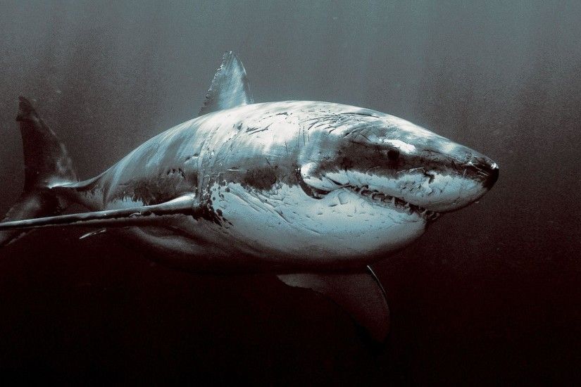Great White Shark Wallpaper Hd 14038 Wallpapers HD | Hdpictureimages.