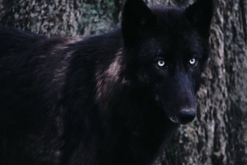Image - Xetfcn3-black-wolf-wallpapers.jpg | Animal Jam Clans Wiki | FANDOM  powered by Wikia
