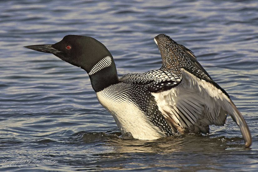 Common loon, photographed by Hope Rutledge
