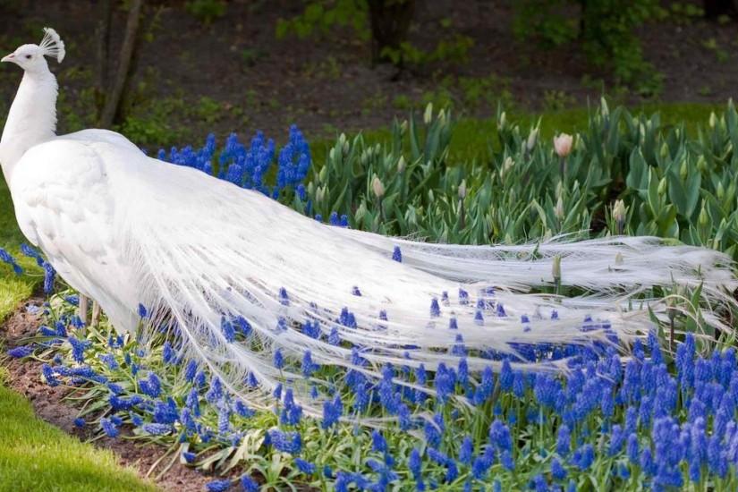 Most Beautiful White Peacock Wallpapers