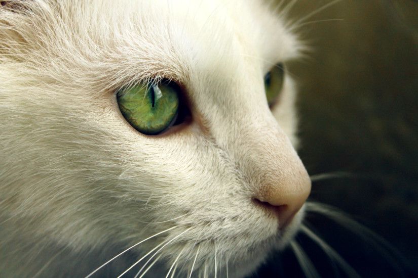Cat With Green Eyes HD Wallpaper