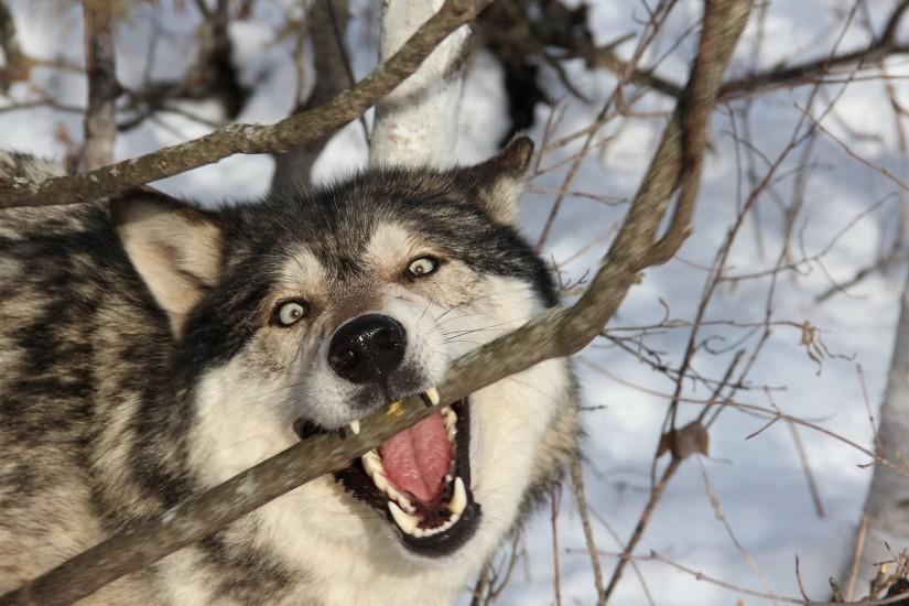 Preview wallpaper wolf, branch, teeth, dog, predator 3840x2160