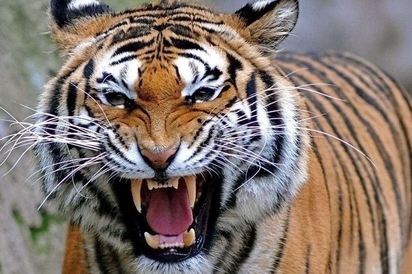 Tigers HD Wallpapers Free Download