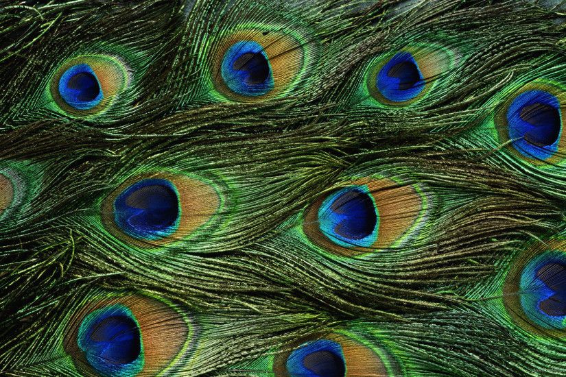 1024x600 Peacock Feathers wallpaper