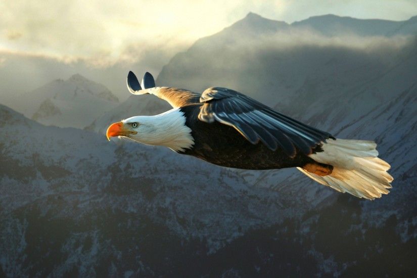 animals, Nature, Eagle, Bald Eagle Wallpaper HD