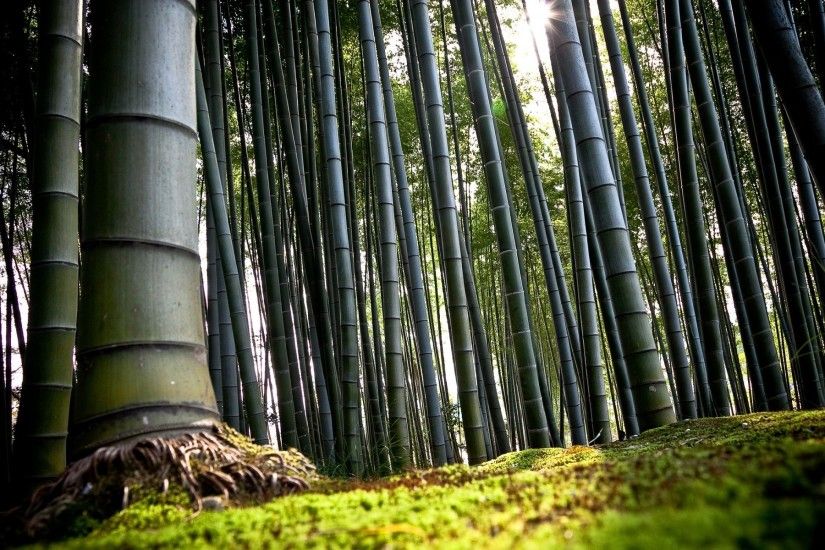 High Definition Wallpapers – HD 1920Ã1080 Â» Bamboo Trees Forest