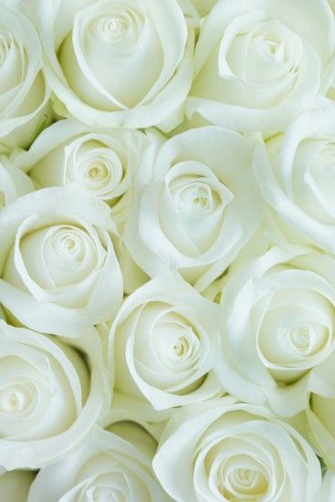 Wallpaper White Roses Flower For iPhone resolution 1634x2450