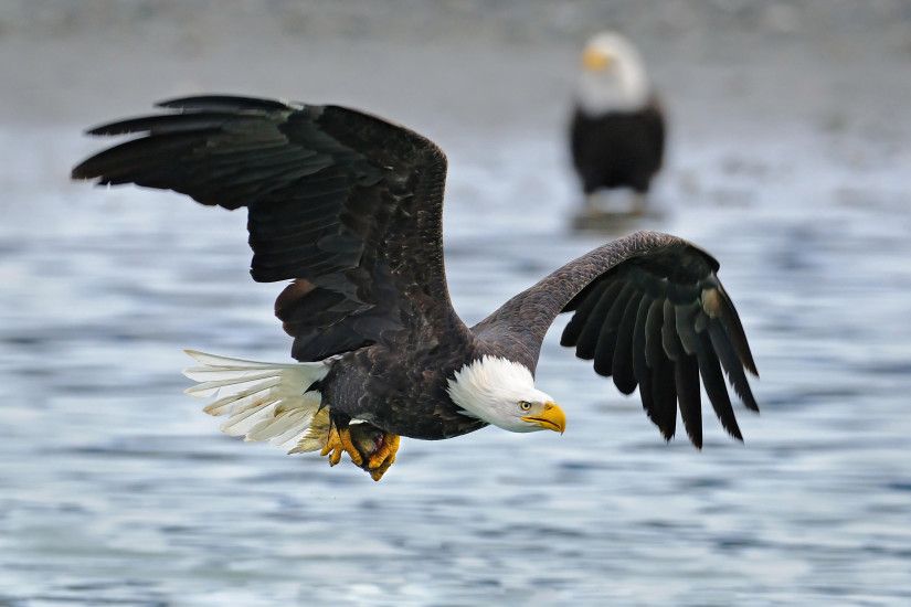 ... Flying Bald Eagle