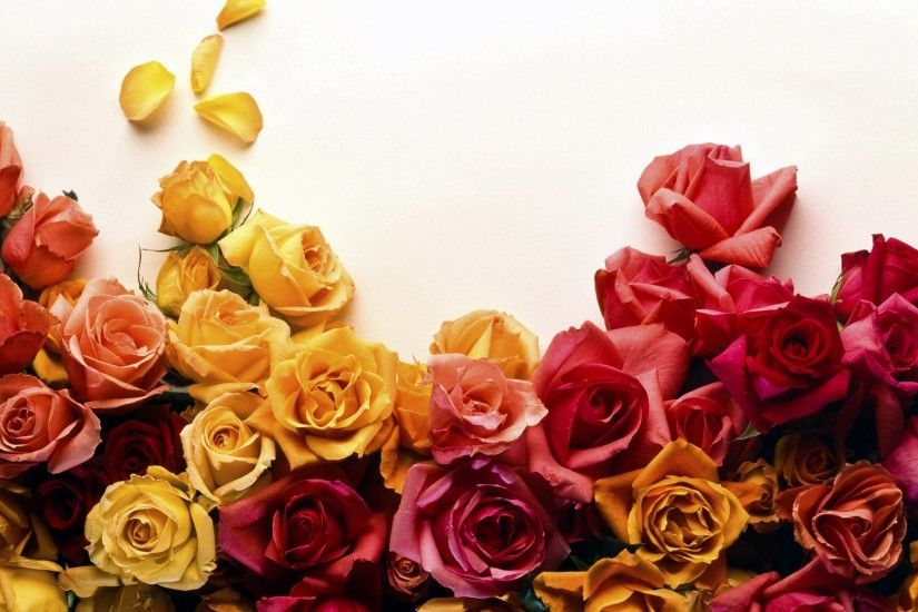 Tags: 2560x1600 Rose