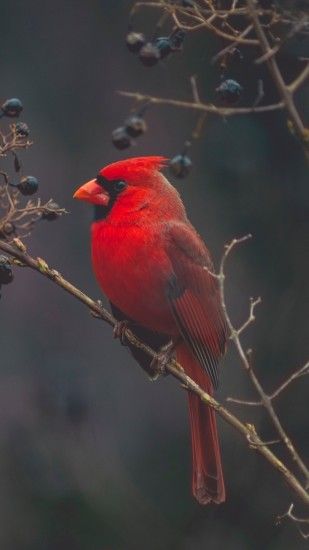 1350x2400 Wallpaper cardinal, red, bird, branch