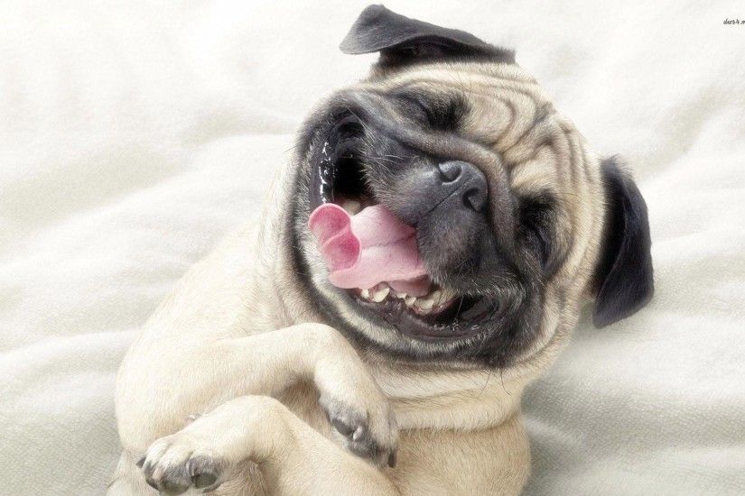 Pug Wallpapers - Full HD wallpaper search - page 2