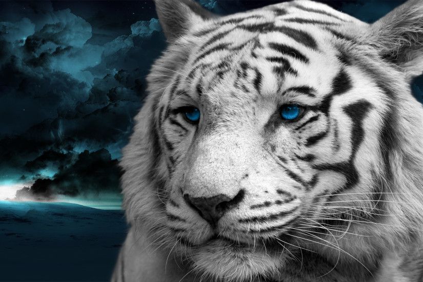 White Tiger With Blue Eyes Wallpapers Free