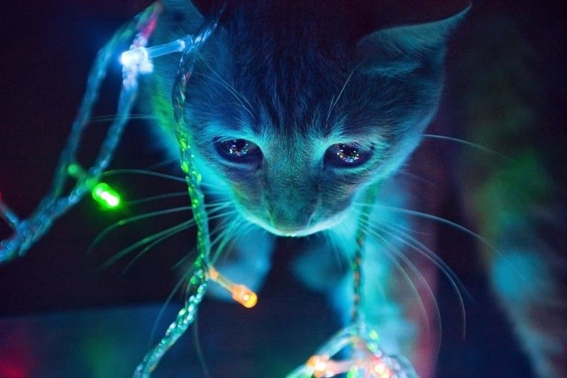 Cat Christmas Lights ...