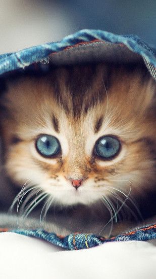 60 Cute Animals iPhone Wallpapers You Would Love to Download