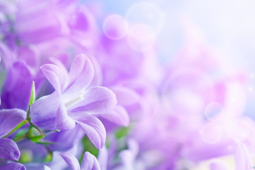 Purple Flower Backgrounds - Wallpaper Zone