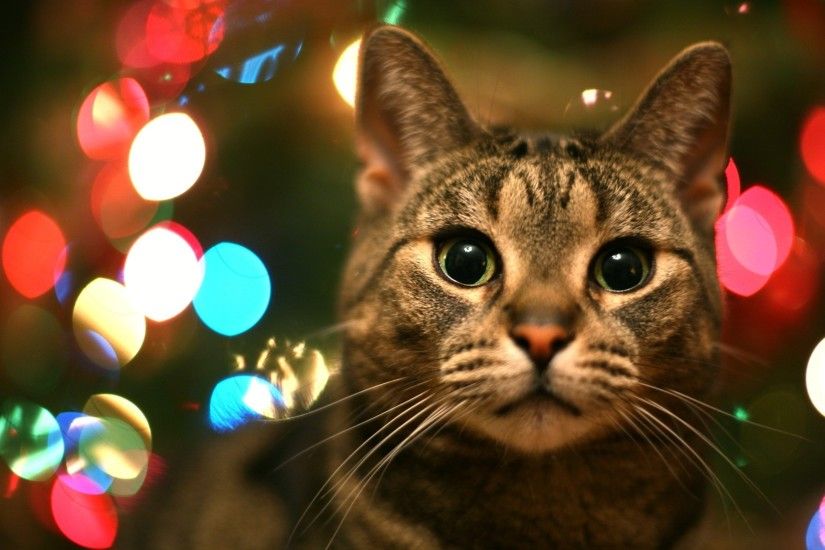 1920x1080 Tabby Cat In Christmas Lights Desktop Wallpaper | WallpaperCow.com
