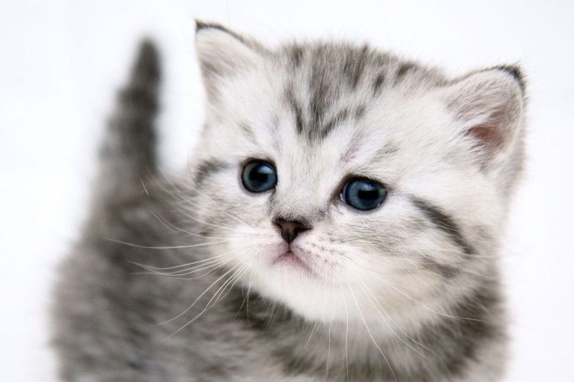 Cute Kittens 484675