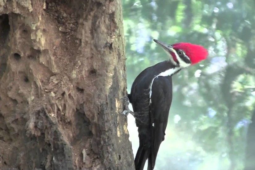 Pileated Woodpecker HD 2013