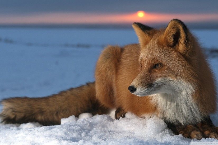 Animal Â· Animal Ice Fox HD Desktop Wallpaper ...