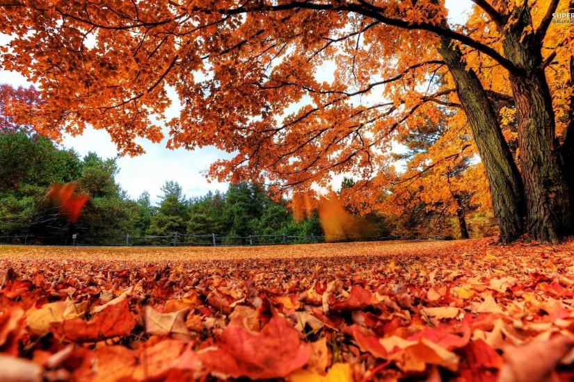 Fall Leaves Desktop Wallpapers