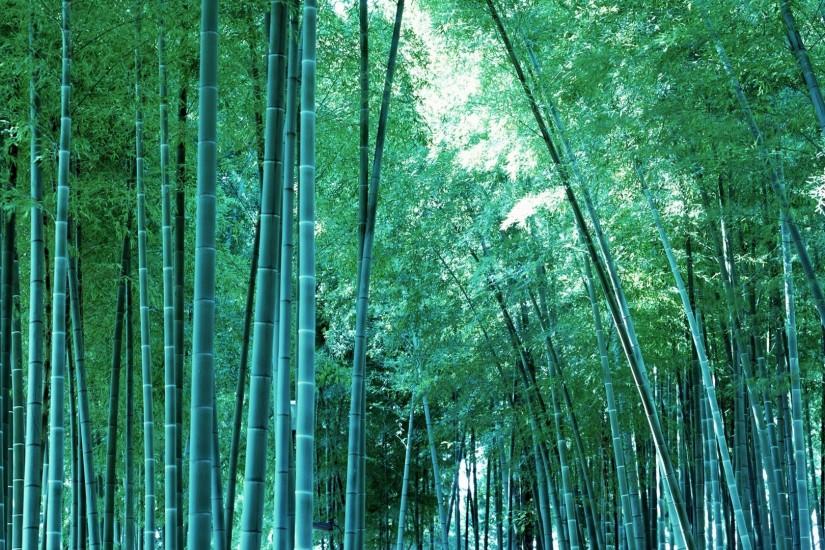 bamboo wallpaper 1920x1080 screen