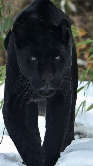 Animal Black Panther Cats. Wallpaper 428442