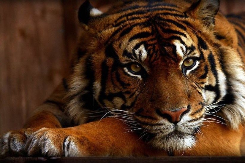 HD Wallpaper | Background ID:191160. 1920x1200 Animal Tiger