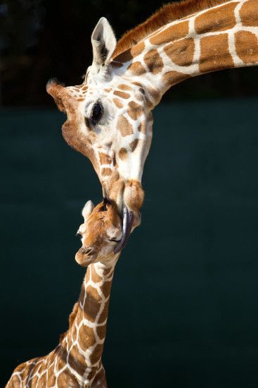 Wonderful-Baby-Giraffe-and-Mom-HD-Wallpaper.jpg 2,000