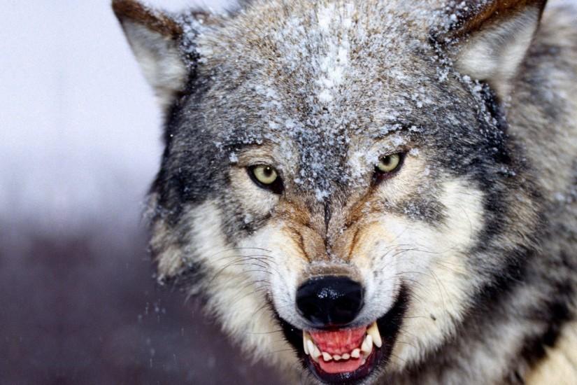 Wolf Hd Wallpapers 1080P - Desktop Backgrounds