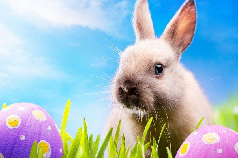 Easter Bunny Desktop Wallpaper 1080p
