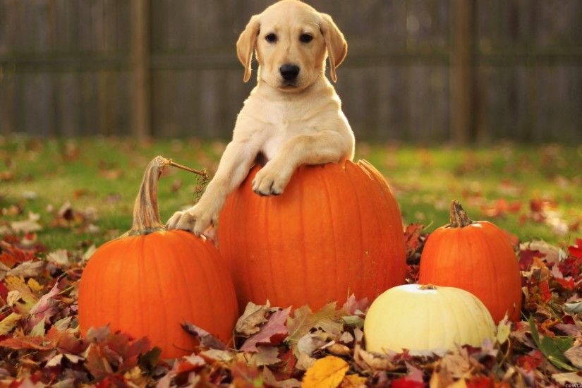 Photo Collection Baby Puppy Wallpaper Backgrounds Thanksgiving
