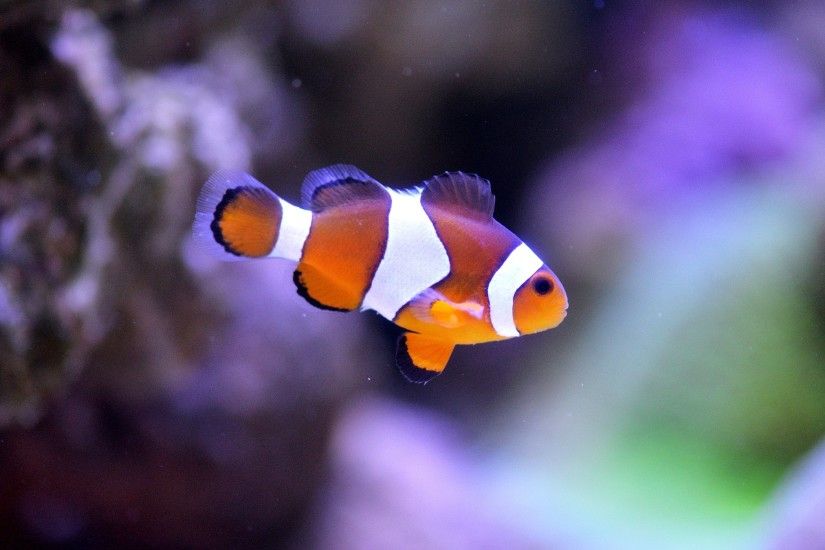 Clownfish Picture, Clownfish Desktop Wallpaper, Free Wallpapers .