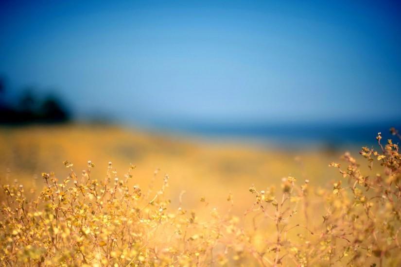 Beautiful Flower Field Desktop Background Images