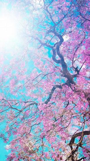 Sakura Flowers Wallpaper iPhone 6 HD