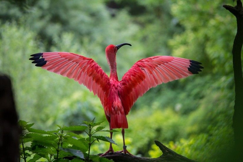 Best beautiful red bird wallpaper flamingo